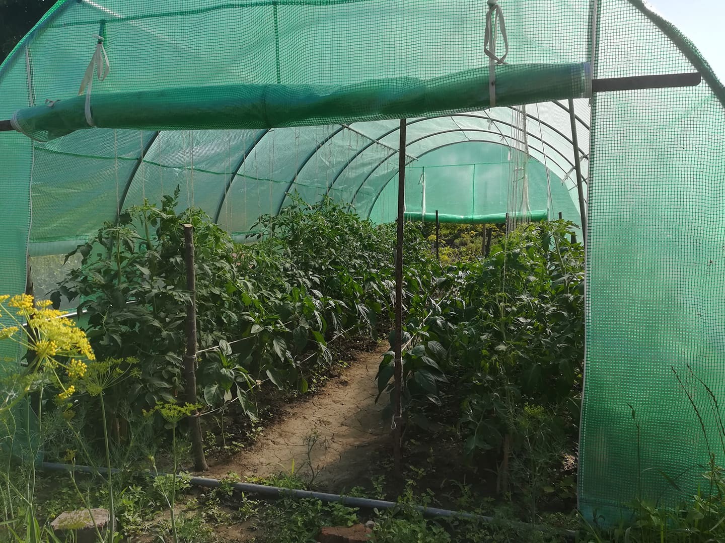 3x6 m Greenhouse Polytunnel 18 sqm, galvanized pipe