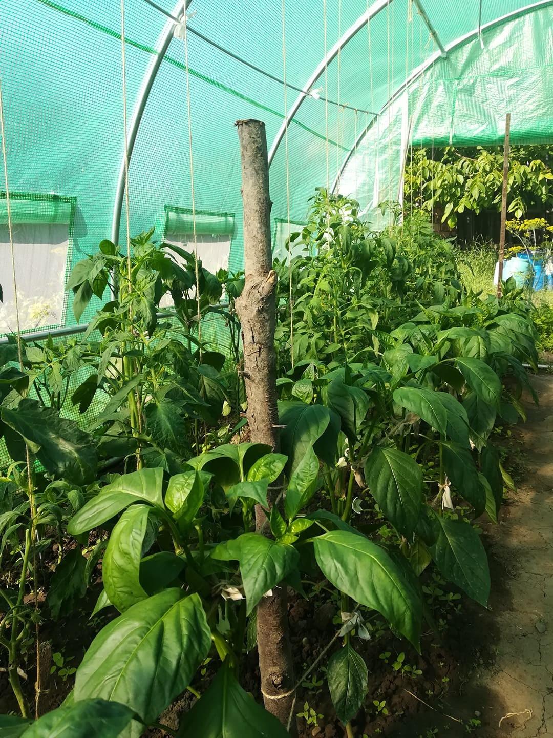 3x6 m Greenhouse Polytunnel 18 sqm, galvanized pipe