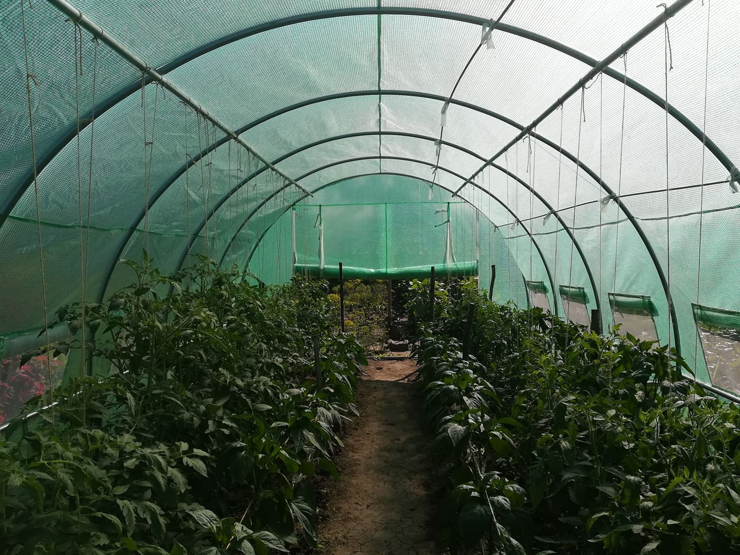 4x5 m Greenhouse Polytunnel 20 sqm, galvanized pipe