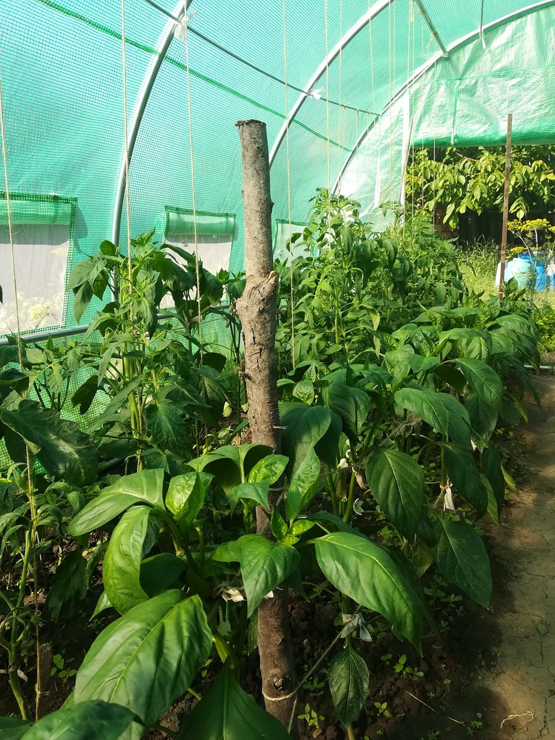 4x7 m Greenhouse Polytunnel 28 sqm, galvanized pipe